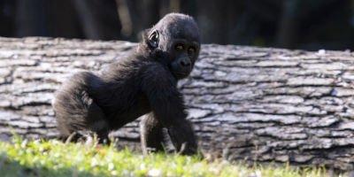 Exploring Zoo Atlanta's Gorilla Habitat: A Close-Up Look at the Great Apes
