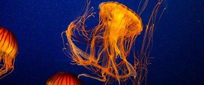 Facts About the Best Aquariums in the US