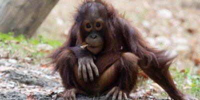 Your Guide to Zoo Atlanta