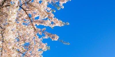 8 Tips for Visiting Toronto in Spring