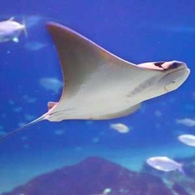 Academy of Natural Sciences of Drexel University Discount ...