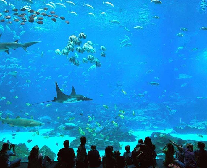 The Best Way to Experience Georgia Aquarium | CityPASS® Blog