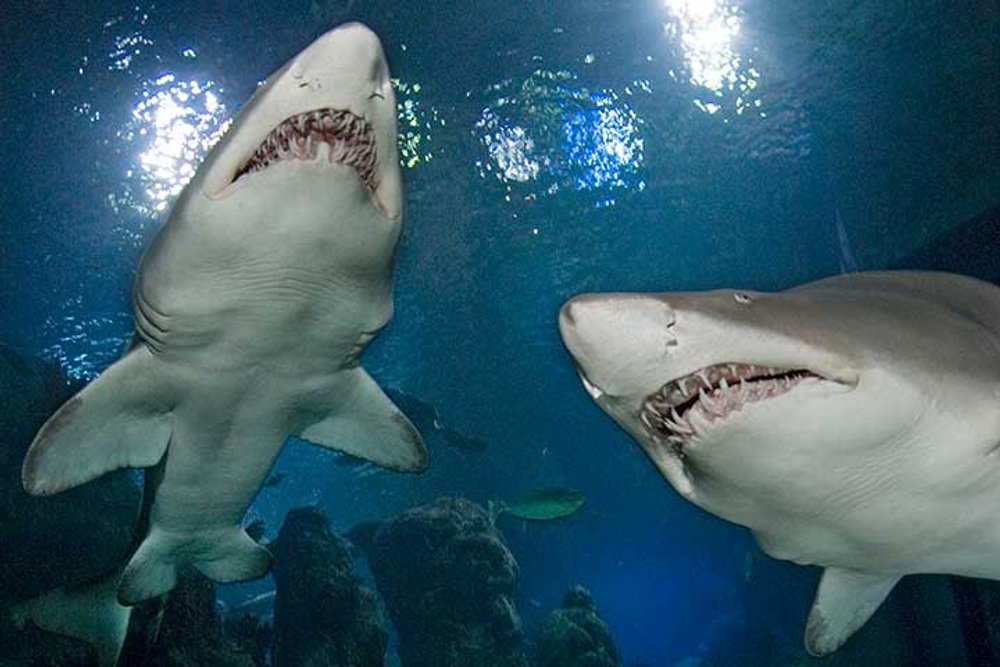 ダウンタウン水族館