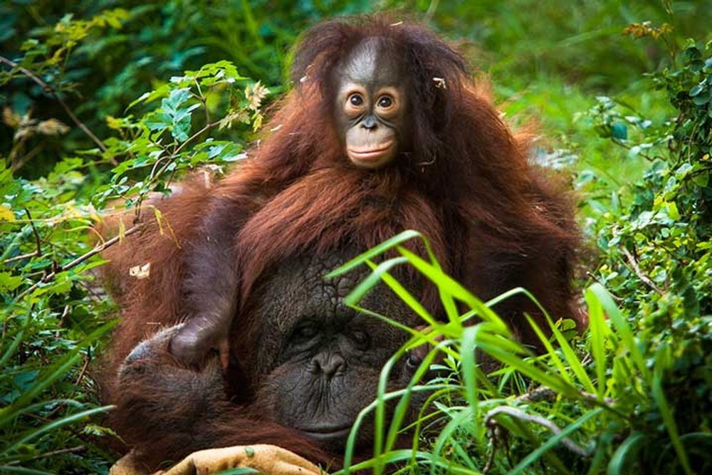 ヒューストン動物園