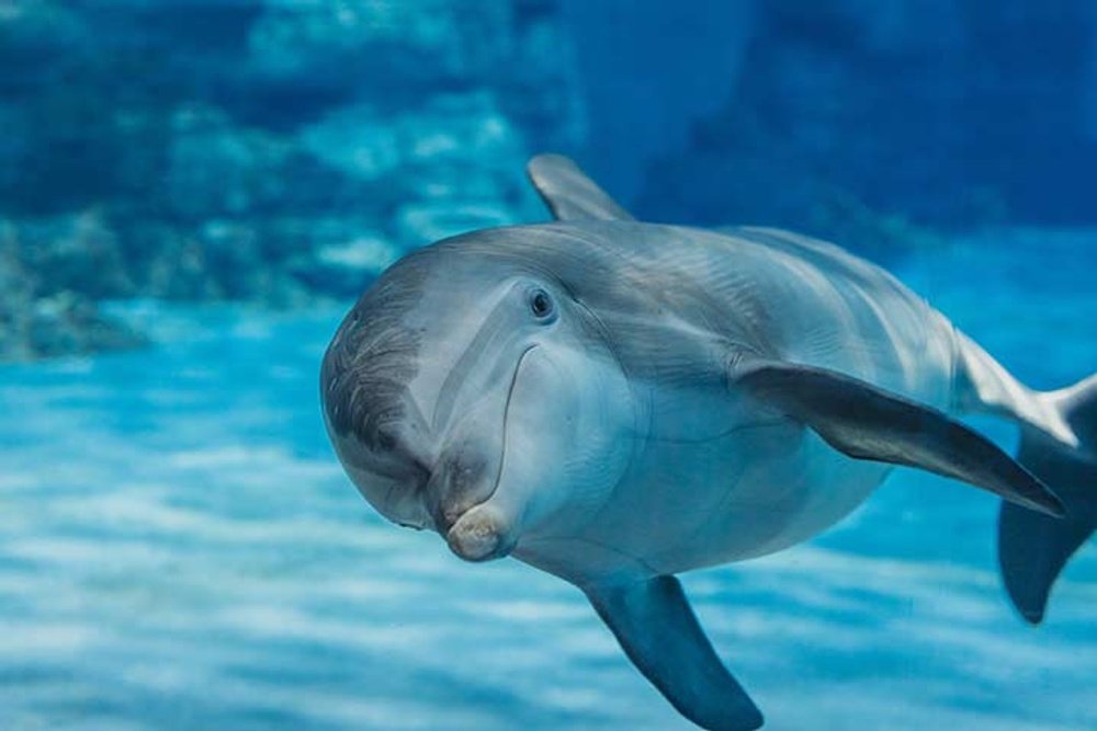 クリアウォーター マリーン水族館