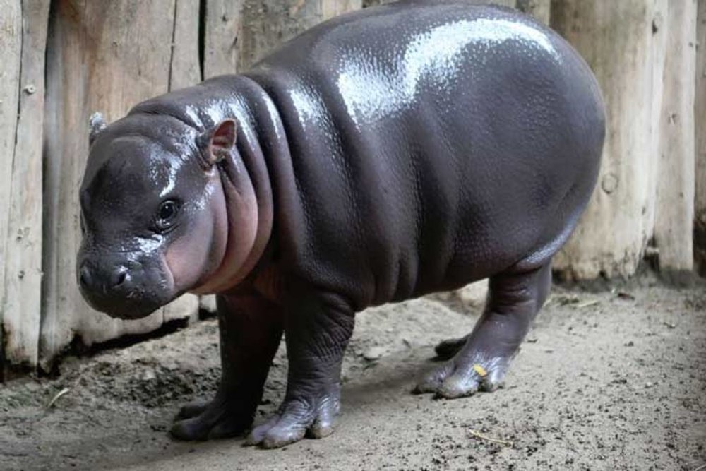 Plan Your Visit: Toronto Zoo | CityPASS® Scrapbook